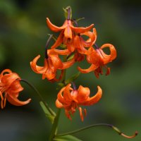 Лето в Ботаническом... Июль. :: Наташа *****