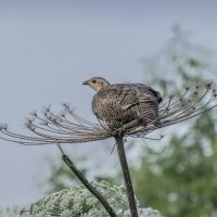 - :: юрий макаров - :: юрий макаров