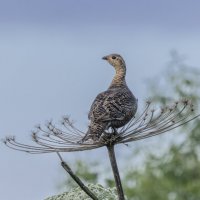 - :: юрий макаров - :: юрий макаров