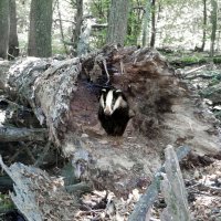 Тихо в лесу, только не спит барсук... :-) :: Андрей Заломленков