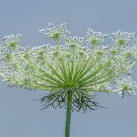 Дикая морковь :: Игорь Сикорский