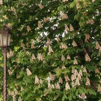 Каштан :: Игорь Сикорский