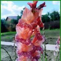 Гладиолус - властелин мгновения... :: Ольга Довженко