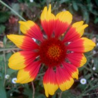 Яркое лето :: Елена Семигина Яркое лето :: Елена Семигина