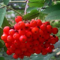 Почти осень :: Елена Семигина