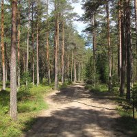 Лесная дорога :: Александр Ильчевский 