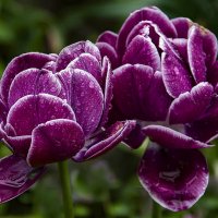 *** :: Александр *** :: Александр