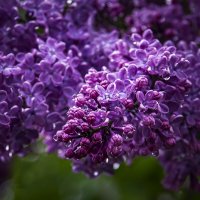 *** :: Александр *** :: Александр