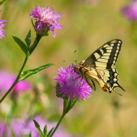 Бабочка Махаон :: Сергей Беляев