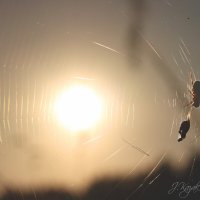 *** :: Елена Kазак (selena1965)