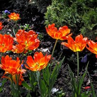 Огонь :: Виталий Авакян