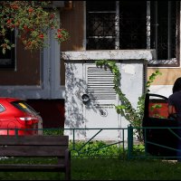 Урожай рябины :: Сергей Премонишын