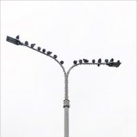 ЧАЙКИ :: Александр Кустов