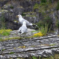 Серебристая чайка :: Любовь ***
