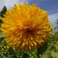 ...а лета осталось на донышке...... :: Галина 