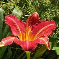 Лилейник :: Freddy 97