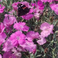 В Ботаническом саду :: Ирэн 