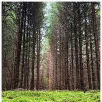 Уход в лес :: someone somewere