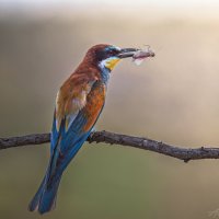 Ужин с видом на закат :: Александр К.