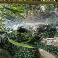 Тропики в центре Москвы :: Натали 