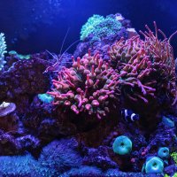 Моя морская аква :: Лилия .