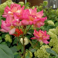 Красота уходящего лета... :: Мария Васильева Красота уходящего лета... :: Мария Васильева