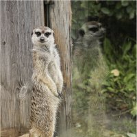 Сурикат :: Александр Ширяев