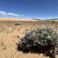 Цветы пустыни :: Елена Рекк