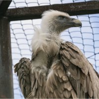 Орёл :: Александр Ширяев