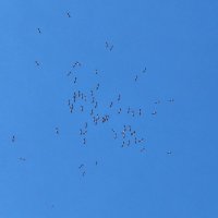 . :: Сергей Асташонок