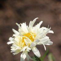 Воспоминания о лете. Июль :: Наталья Герасимова Воспоминания о лете. Июль :: Наталья Герасимова