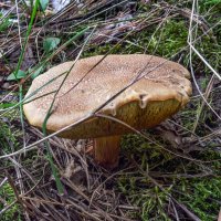 Гриб моховик :: Татьяна Машошина