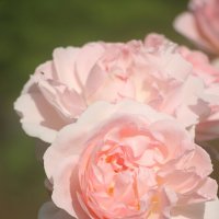 Воспоминание о лете :: Наталья Герасимова