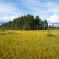 Эко-тропа "Сестрорецкое болото" :: zavitok * Эко-тропа "Сестрорецкое болото" :: zavitok *