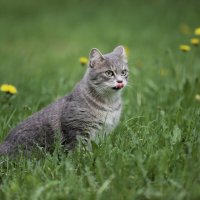 Мурка :: Овсечук Мария 