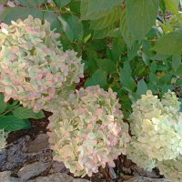 Гортензия на закате лета :: Любовь Сахарова