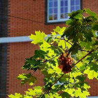 * :: Николай Саржанов