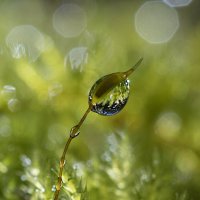 Капелька :: Андрей Пристяжнюк