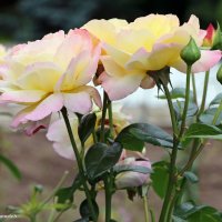 Средь связки роз, весной омытой, Прекрасней чайной розы нет.... :: Андрей Андреев Андреев