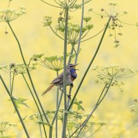 варакушка :: юрий макаров