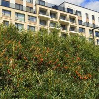 Облепиховая набережная :: Татьяна Лютаева