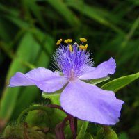Традесканция :: Людмила Смородинская