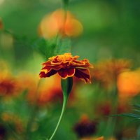 Бархатцы :: Геннадий Супрун