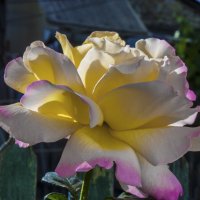 Глория Дей :: Валентин Семчишин Глория Дей :: Валентин Семчишин