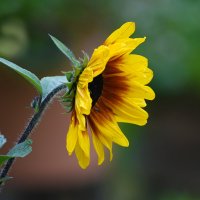 Лето в Ботаническом... Июль. :: Наташа *****