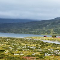 Высокогорные луга :: Nina Streapan