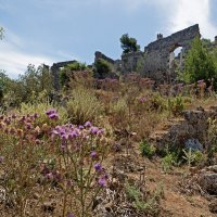 Татарник :: Виталий Авакян Татарник :: Виталий Авакян