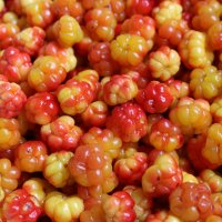 Морошковое лето :: Ольга Морошковое лето :: Ольга