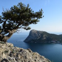 Природа Крыма :: Amazing Cosmea