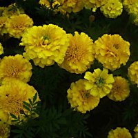 Солнышки :: Елена Семигина